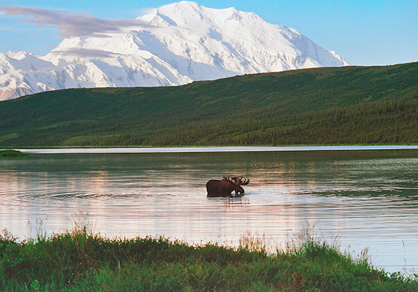 moose wading in river below forested hills and snow-covered mountain