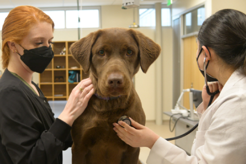 Two veterinary students performing a check-up on a dog