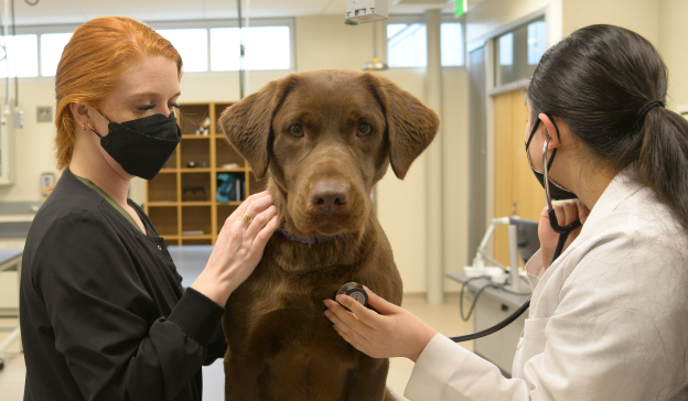 Two veterinary students performing a check-up on a dog