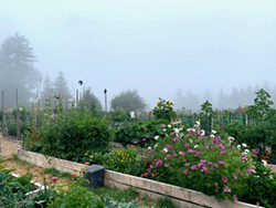 outdoor garden in misty weather