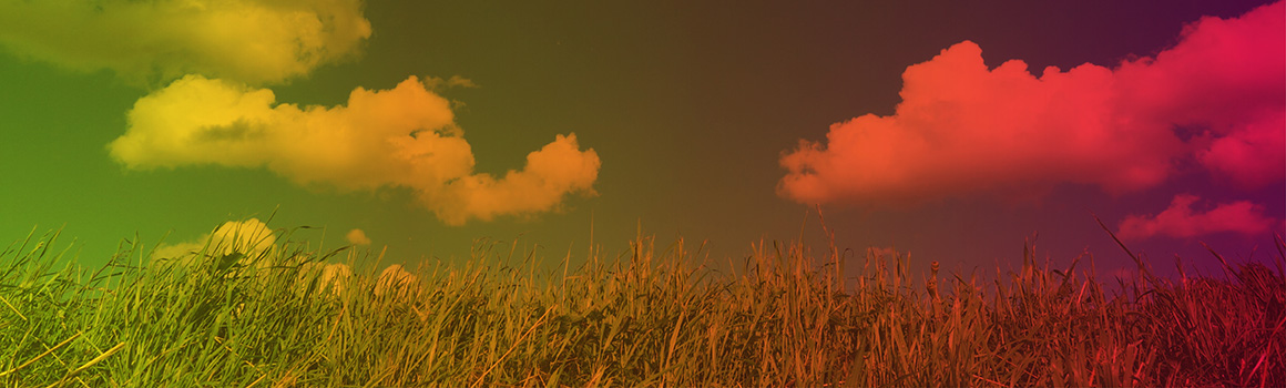 Field of grass