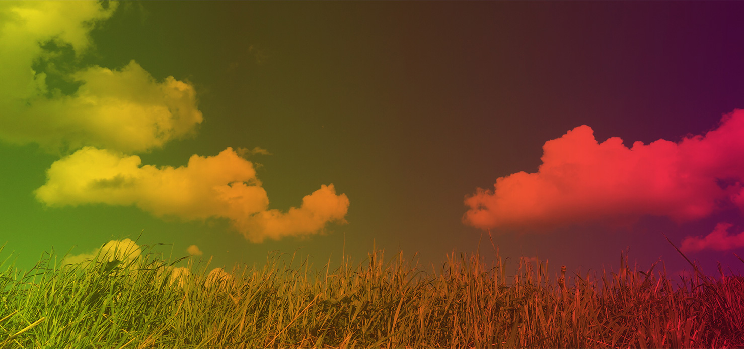 Field of grass