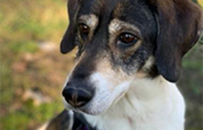 Tri-color beagle puppy