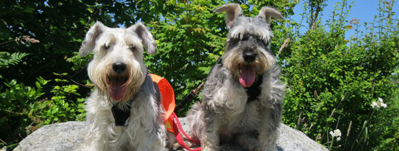 hounds on the hill event august 25 two dogs sitting on a rock in front of trees