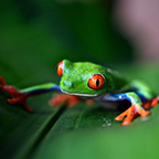 frog on a leaf frog on a leaf