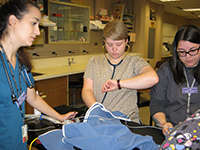 veterinary technicians taking an animal's pulse