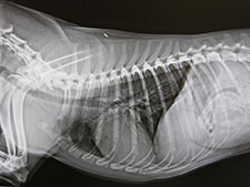 x-ray of dog's abdomen
